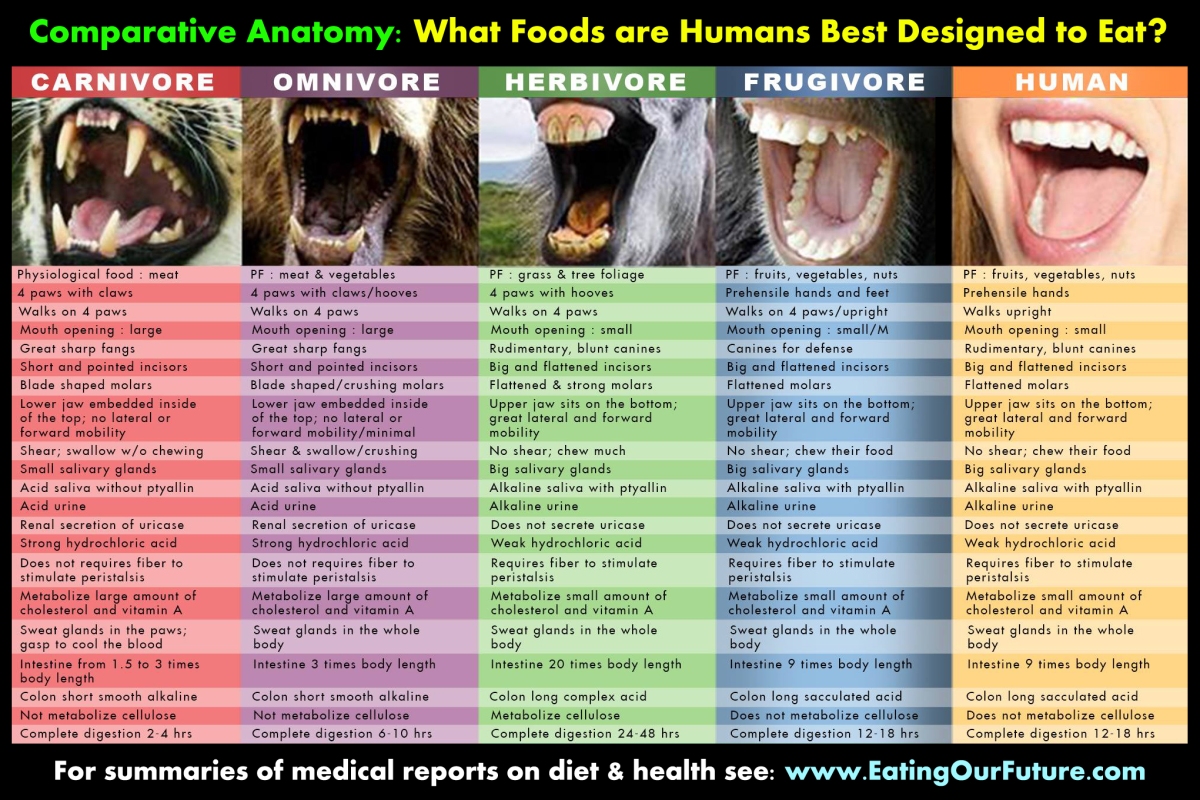 Vegetarians Vegans Diet Meme Compare Contrast Show Human Animal Biology Anatomy Differences Omnivores Carnivores Herbivores Frugivores Digestive Body Systems Best Top Optimal Healthiest Healthy Food Diets Vegetarian Vegan Lifestyle